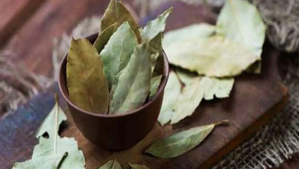 मधुमेह नियन्त्रण गर्नमा अचूक उपाय हो तेजपत्ता, यसरी सेवन गर्दा फाइदा पुग्ने
