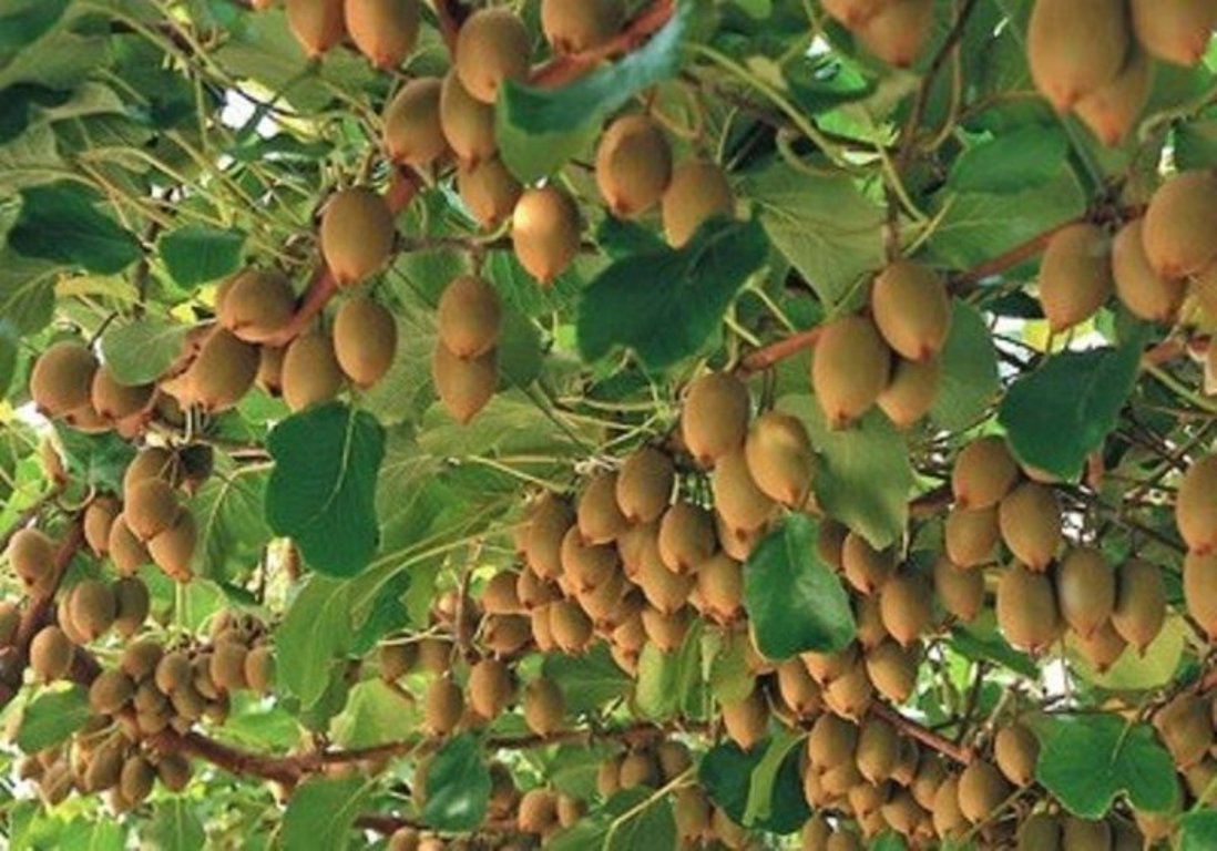 किबीखेती फस्टाउँदै