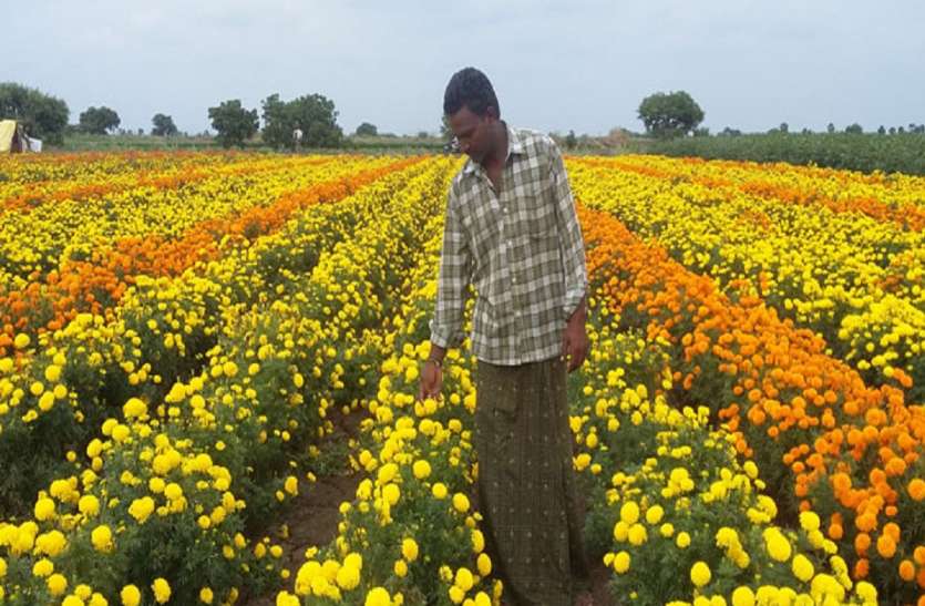 पोखरेली तीन युवाकोे व्यावसायिक फूलखेती