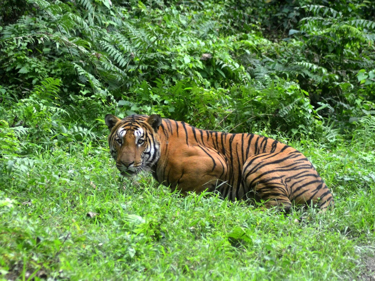 नवलपुरको दुम्किबास क्षेत्रमा बाघको त्रास