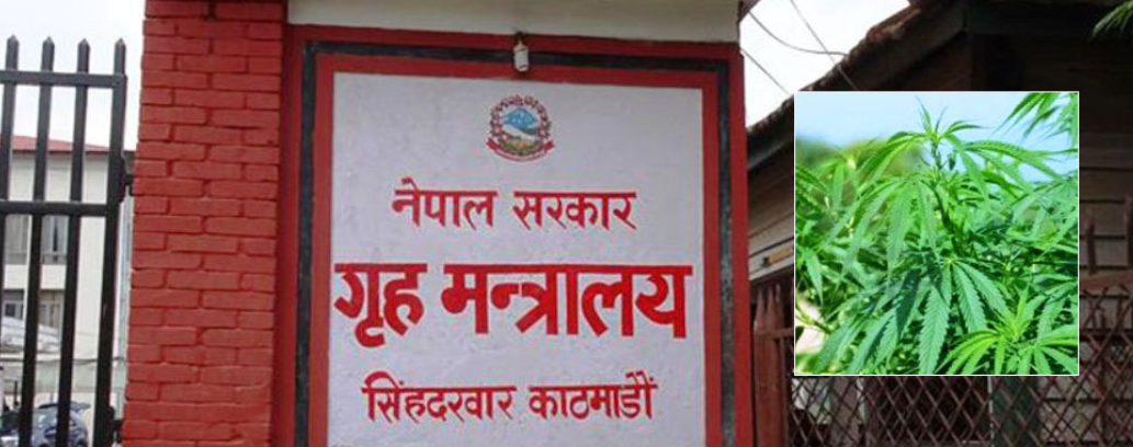 गाँजामाथिको प्रतिबन्ध फुकाउने सरकारको तयारी !