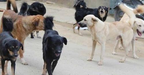 तथ्यांक विभागले कुकुरको गणना गर्दै