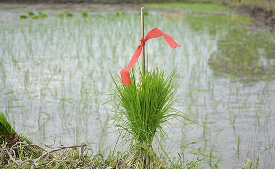 १९औँ राष्ट्रिय धान दिवस मनाइने