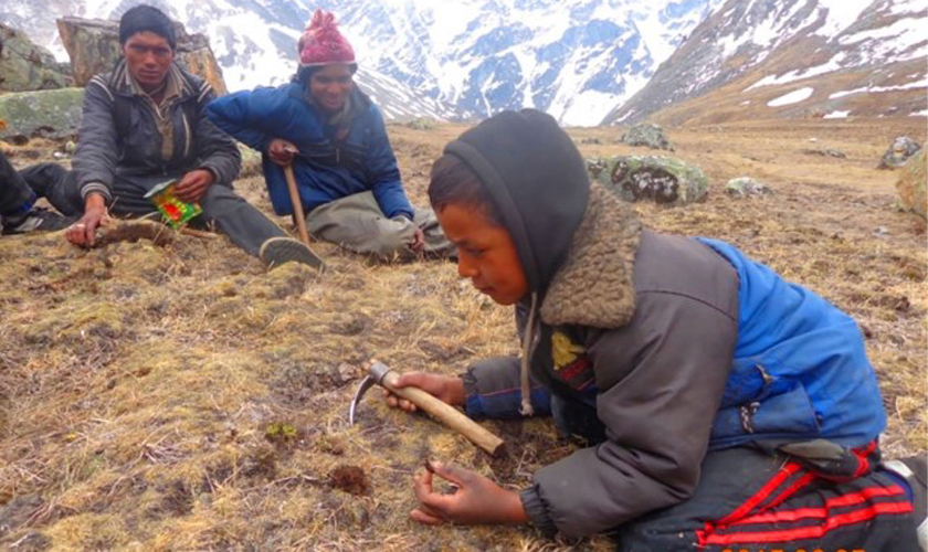 यार्सा सिजन सुरू, मुगुका विद्यालय बन्द