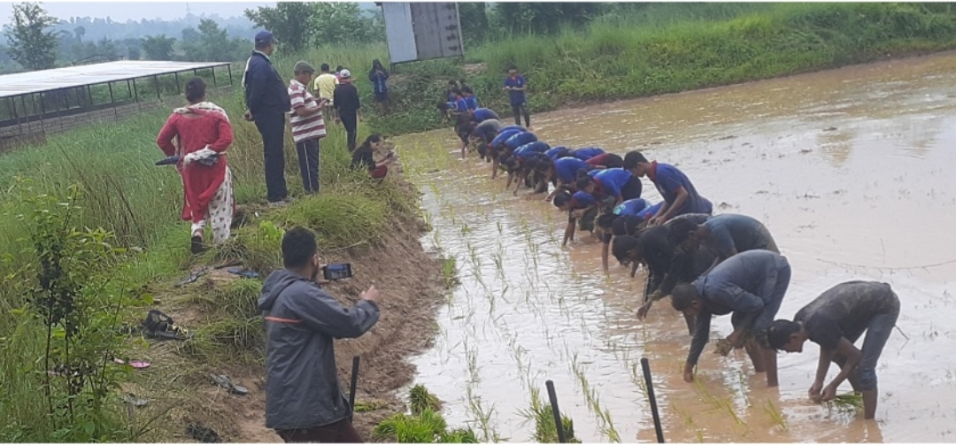 असारमा बाली लगाउँदै किसानमा चिन्ता : यस वर्ष उत्पादन घट्छ