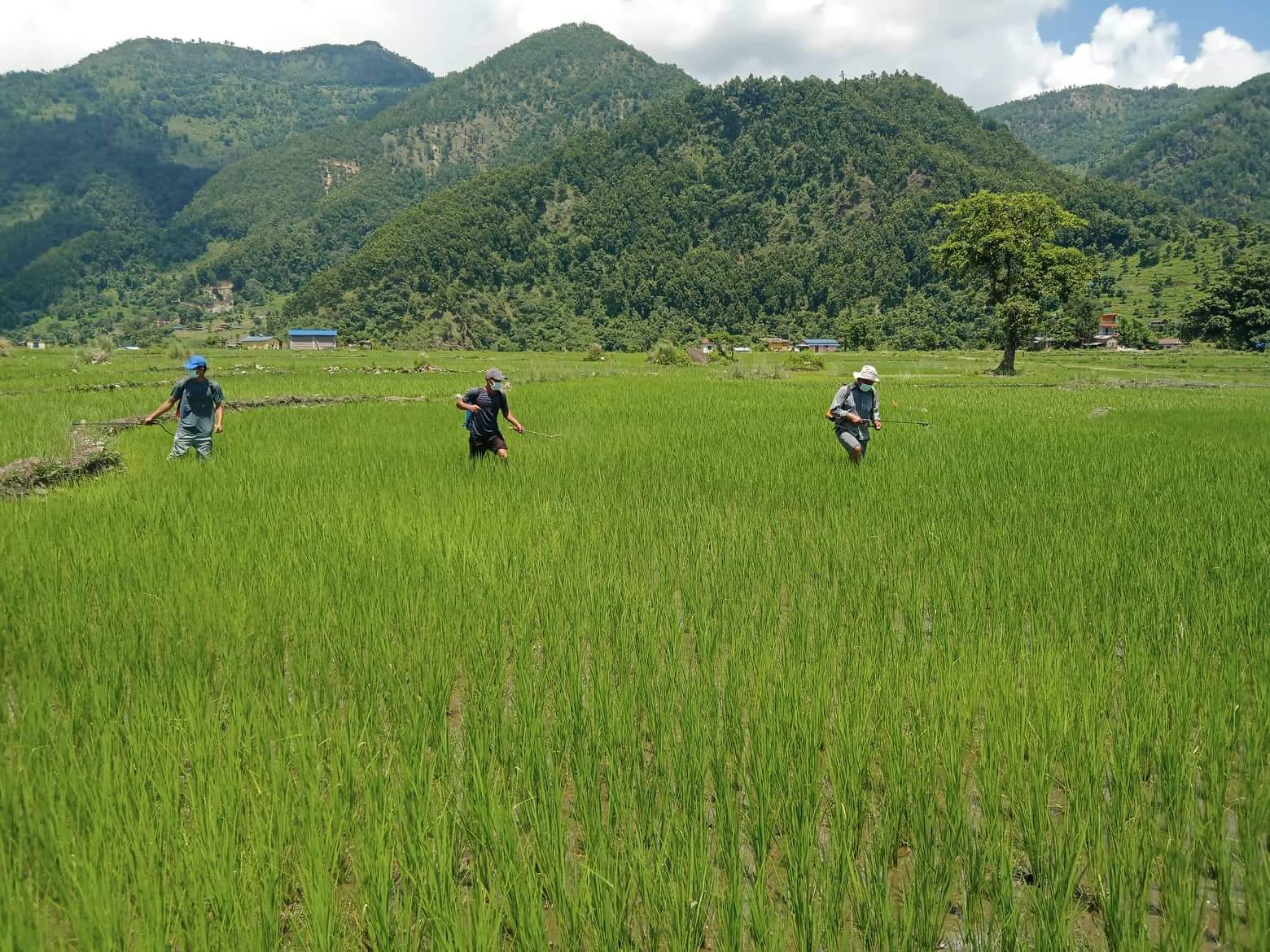 धानबालीमा खपटे किराको प्रकोप, किसान चिन्तित