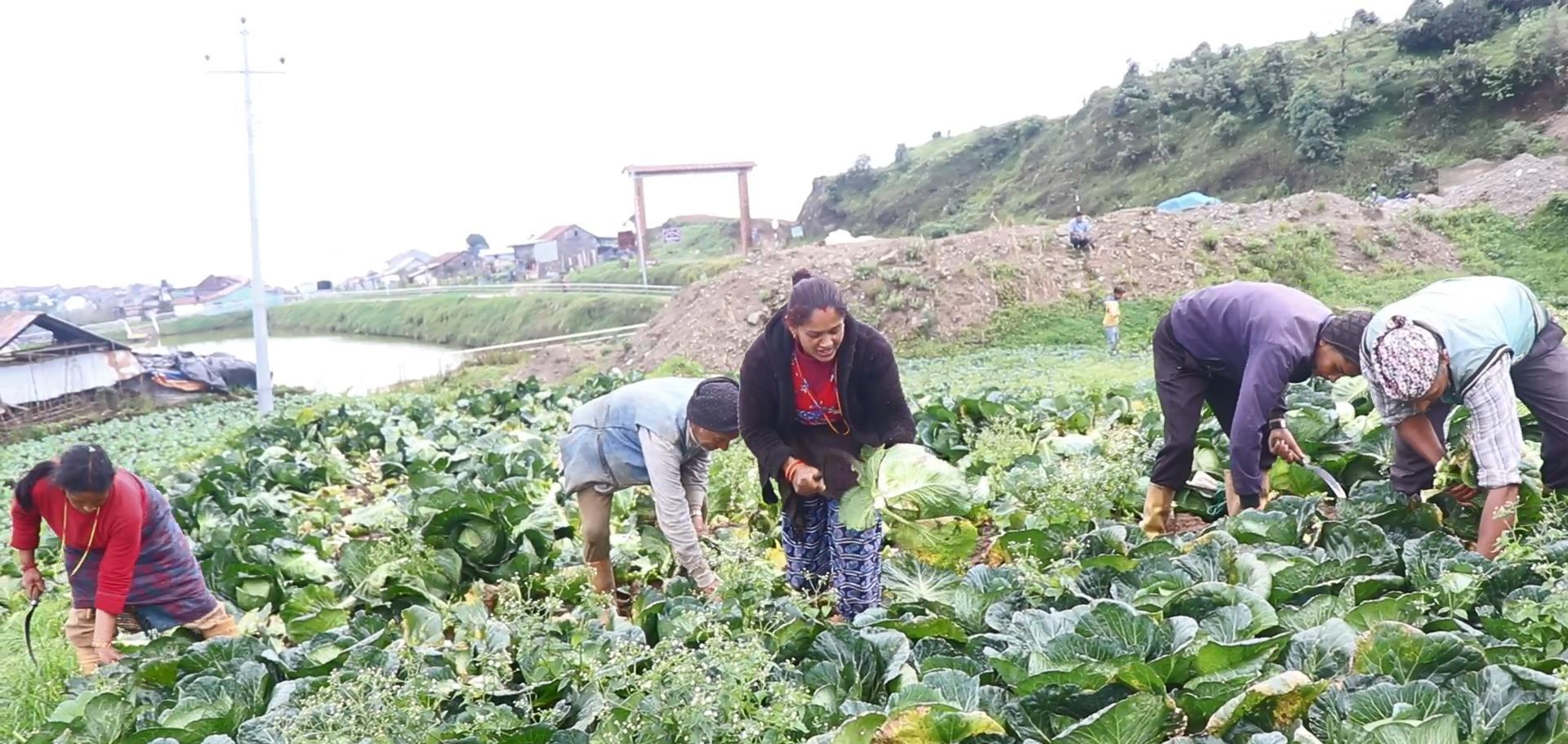 अन्नबालीबाट राम्रो कमाई नभएपछि तरकारी खेती मुख्य आम्दानीको स्राेत