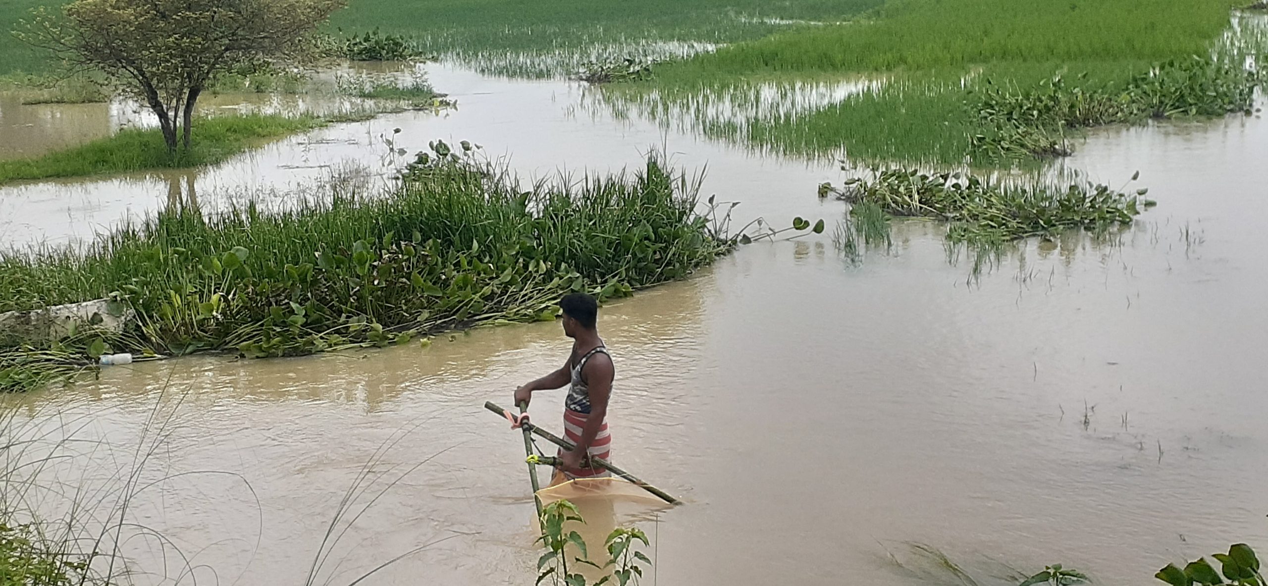 महोत्तरीमा बाढीको बितण्डा, सयौँ बिघा धान खेत डुबानमा